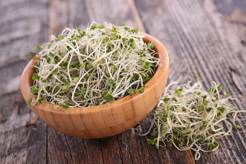grow broccoli sprouts nutraphoria school of holistic nutrition