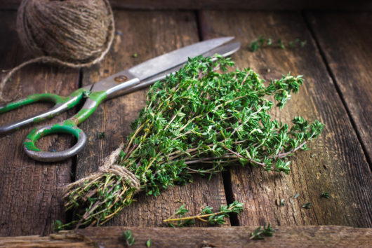 benefits of thyme nutraphoria school of holistic nutrition