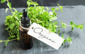 benefits of oil of oregano nutraphoria school of holistic nutrition