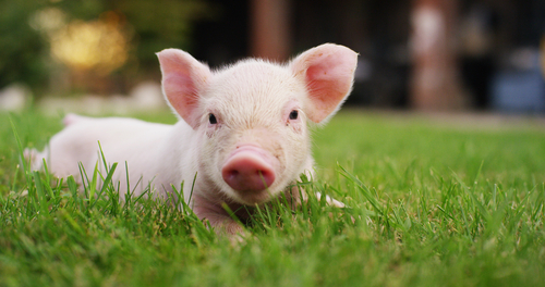 Reason not to Eat Pork Nutraphoria