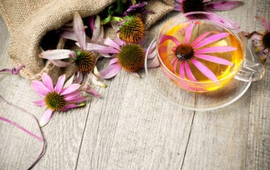 Echinacea Tea Nutraphoria