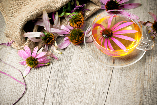 Echinacea Tea Nutraphoria