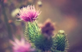 Benefits of Milk Thistle Nutraphoria