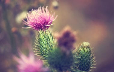 Benefits of Milk Thistle Nutraphoria