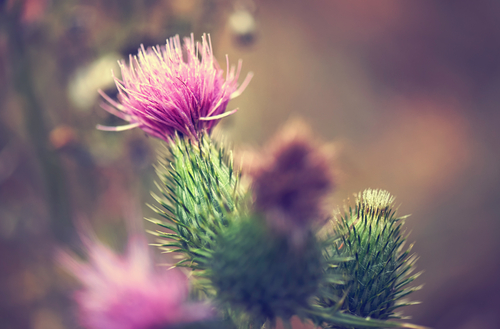 Benefits of Milk Thistle Nutraphoria
