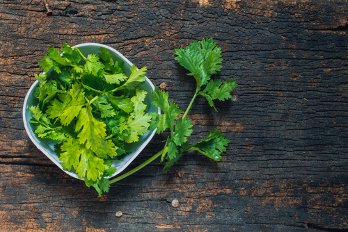 Benefits of Cilantro Nutraphoria