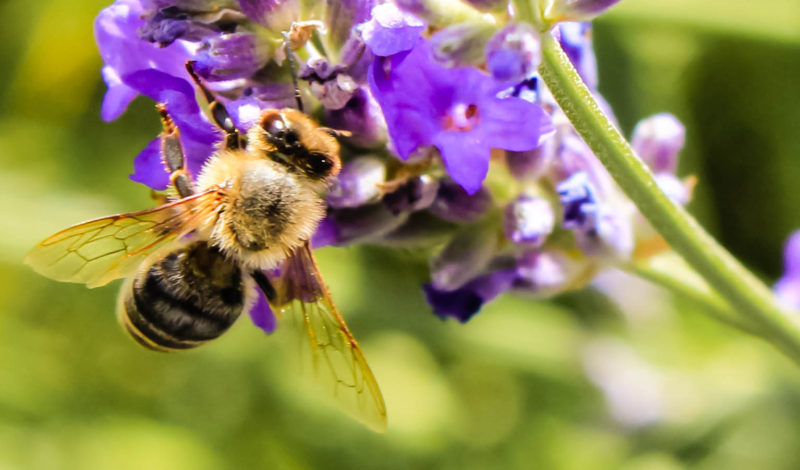 Honey Bee in the Sun Nutraphoria