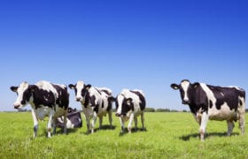 Grass Fed Cows Nutraphoria