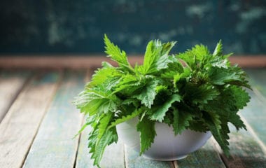 Nettle Leaves Nutraphoria