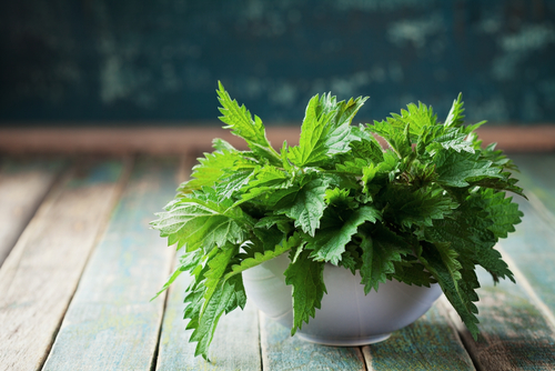 Nettle Leaves Nutraphoria