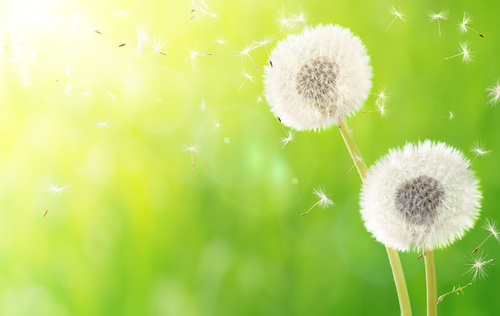 Allergy Relief Nutraphoria