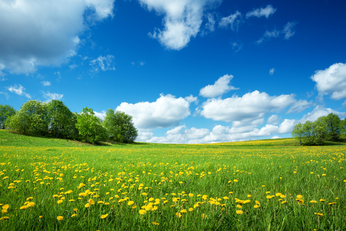 Dandelion Benefits Nutraphoria