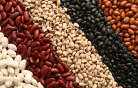 Beans Nutraphoria