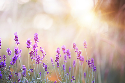 Lavender Carrots Nutraphoria