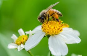 Benefits of Bee Pollen Nutraphoria