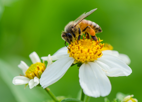 Benefits of Bee Pollen Nutraphoria