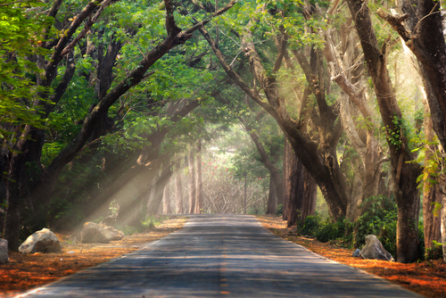 Nature Nutraphoria