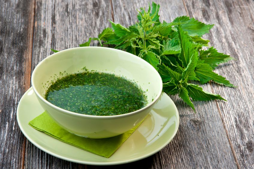 Nettle Soup Nutraphoria