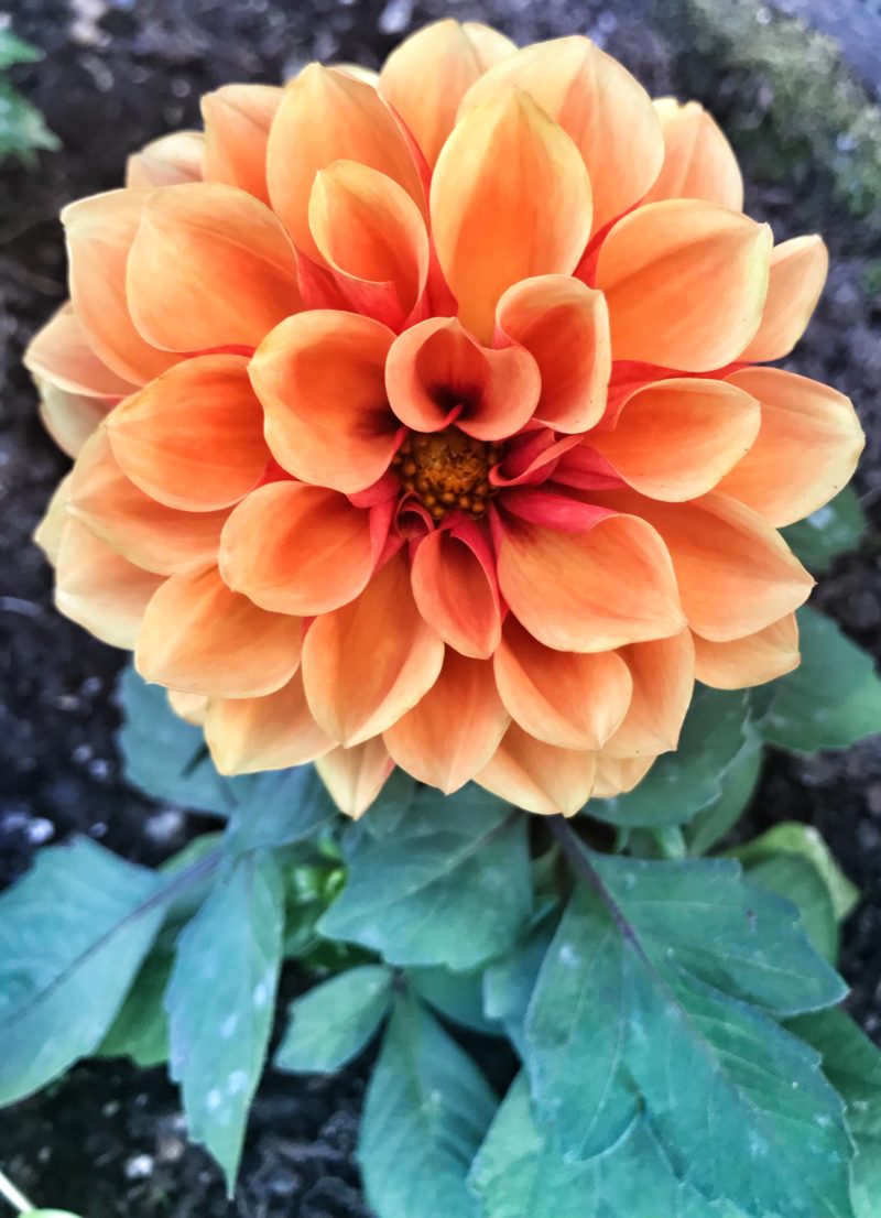 Flower Nutraphoria