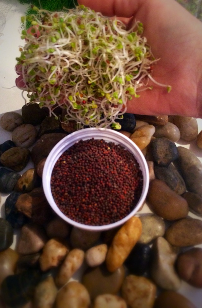 Broccoli Sprouts Nutraphoria