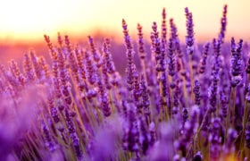 Lavender Essential Oil Nutraphoria