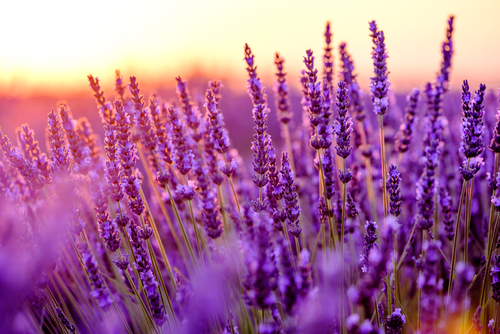 Lavender Essential Oil Nutraphoria