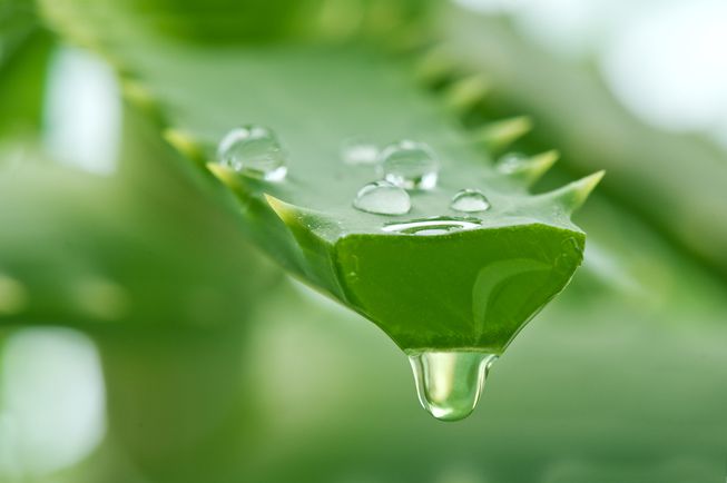 Aloe Vera Nutraphoria