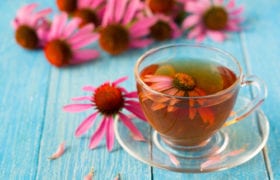 Echinacea Tea Nutraphoria