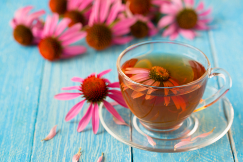 Echinacea Tea Nutraphoria