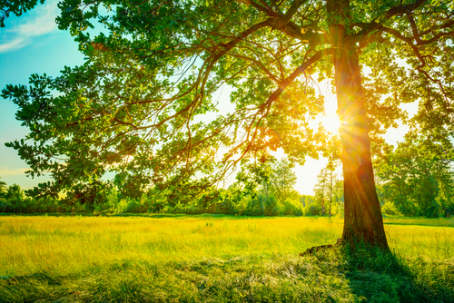 Staying Healthy in the Summer Nutraphoria